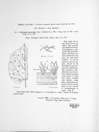 Paracercosporidium microsorum image